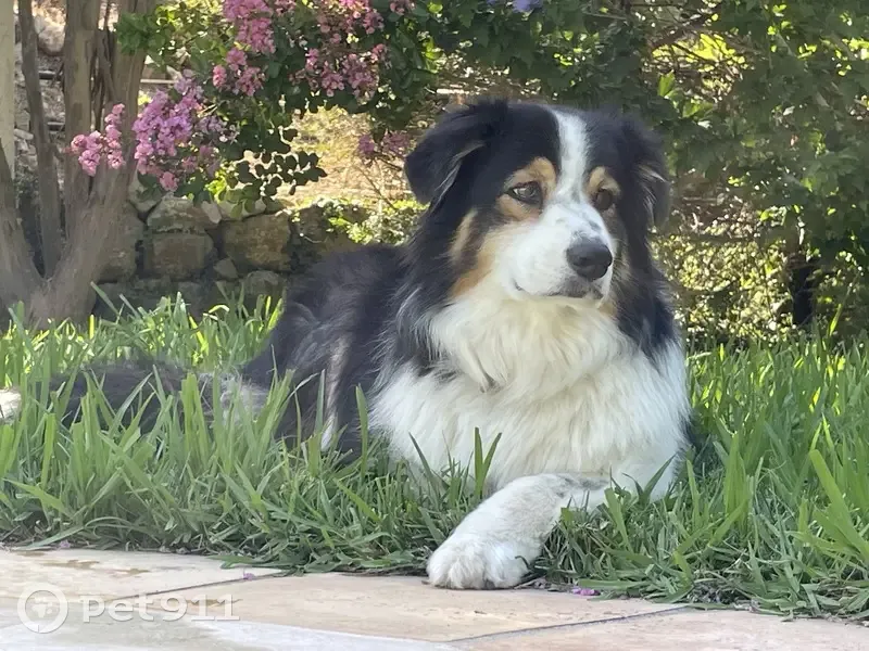 Louna, Berger Aus. perdue à Opio - photo