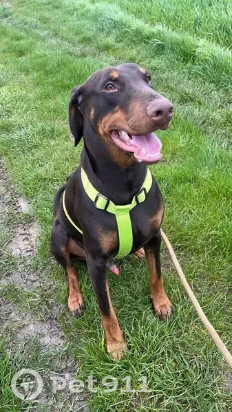 Chien Doberman craintif perdu - photo