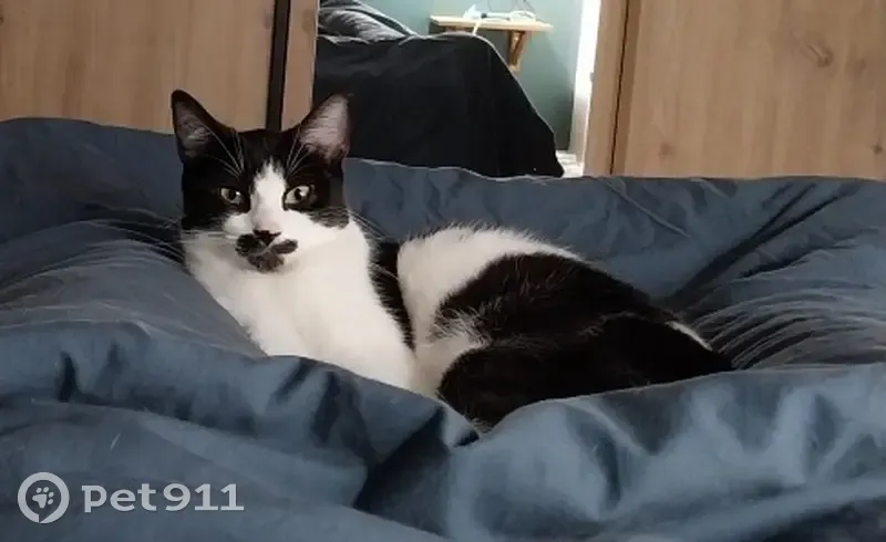 Chat blanc et noir perdu au Mans - photo