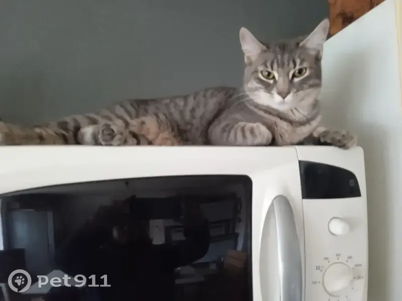 Chatte grise enceinte perdue - photo