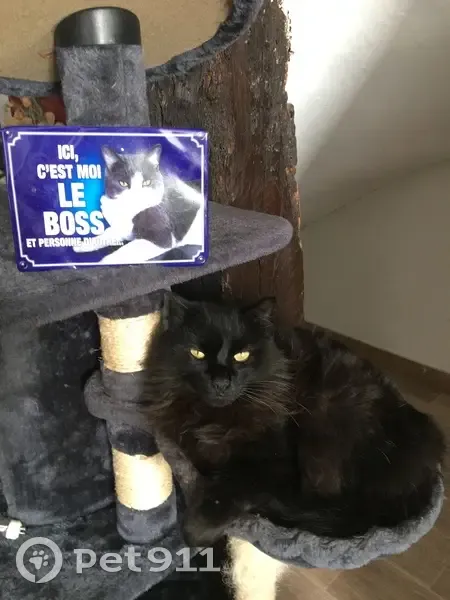 Chat noir perdu à Léguevin - photo