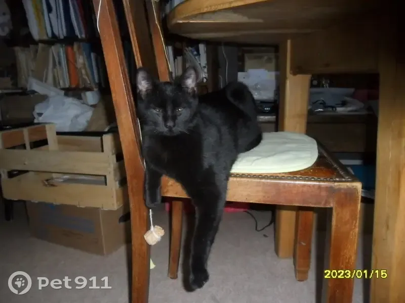 Chat noir perdu à Delle, 3 ans - photo