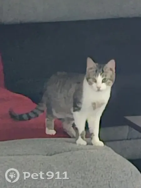 Chat tigré perdu - Saint-Hilaire - photo