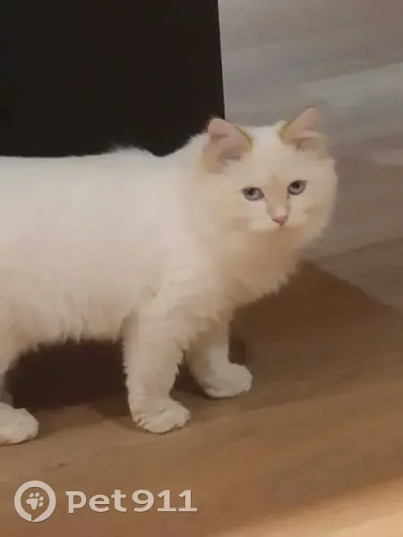 Chat Sibérien Perdu à Ploufragan - photo