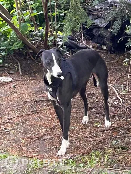 Whippet noir/blanc perdu à Haisnes - photo