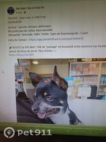 Chien perdu à Santeuil sans ID - photo