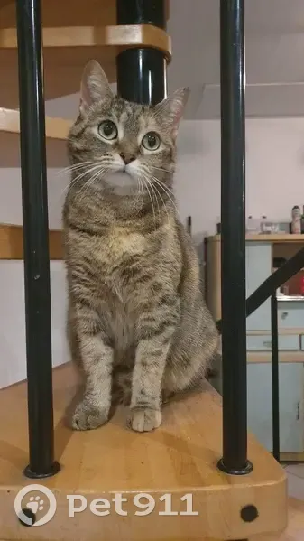 Chatte Pralinka disparue à Lille - photo