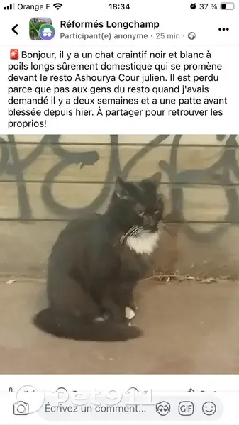 Chat blessé trouvé Cours Julien - photo