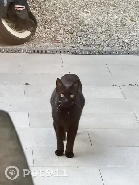Chat noir âgé perdu à Nice - photo