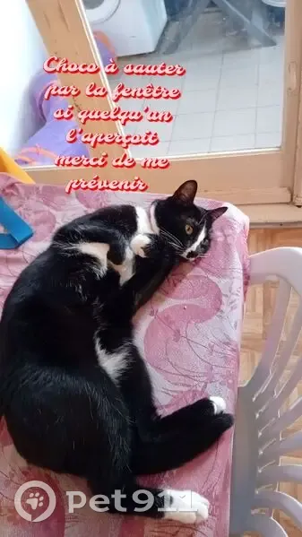 Chat perdu: collier rouge, tache - photo