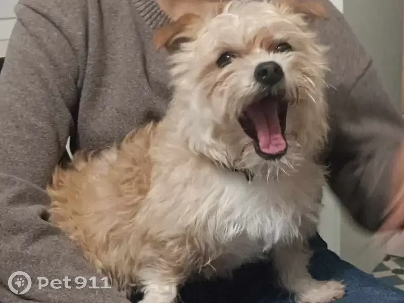 Sauvetage chien près voie rapide - photo