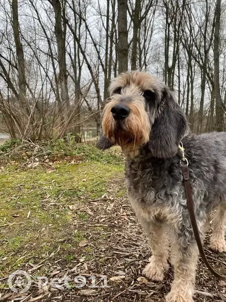 Chien griffon perdu à Melleray - photo
