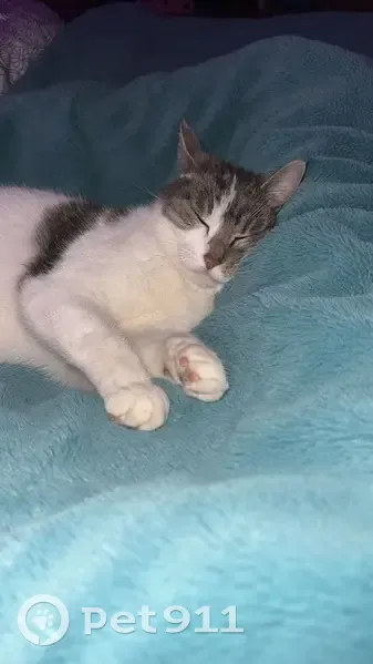 Mia, chatte craintive perdue - photo