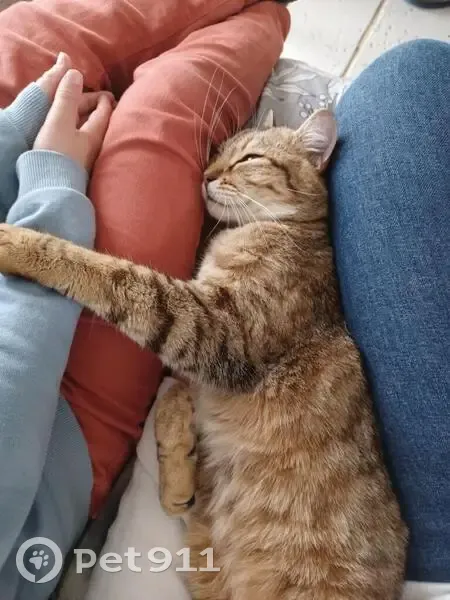 Chat Tigrou perdu à Lucbardez - photo