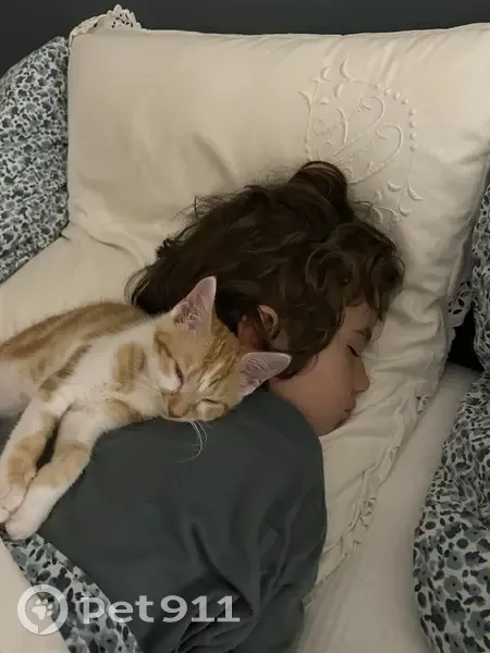 Chatte rousse perdue - Le Bouscat - photo
