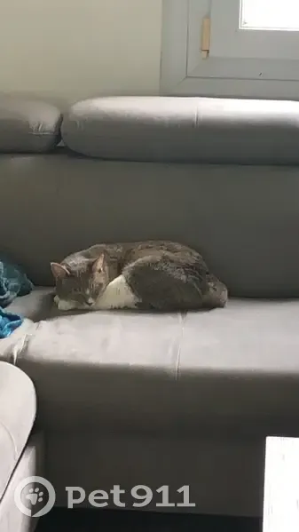 Chat gris et blanc disparu - photo