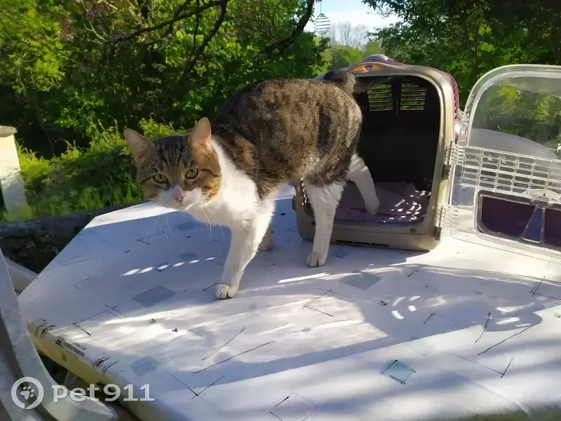 Chat blanc tigré perdu à Méry - photo