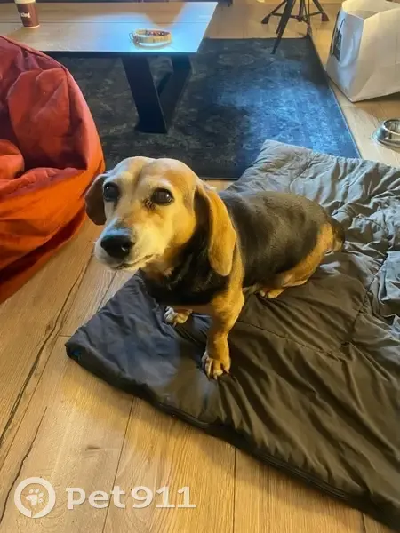Chien de chasse trouvé au Marcuret - photo