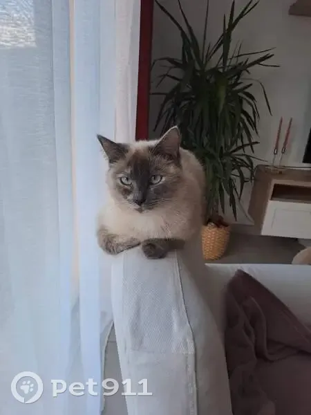 Chat Siamo-Birman Perdu à Eaunes - photo