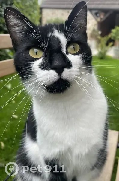 Chatte noire/blanche perdue à Écotay - photo