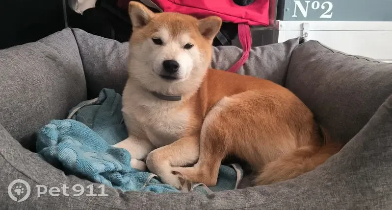 Kodi, Shiba roux perdu à Vallangoujard - photo