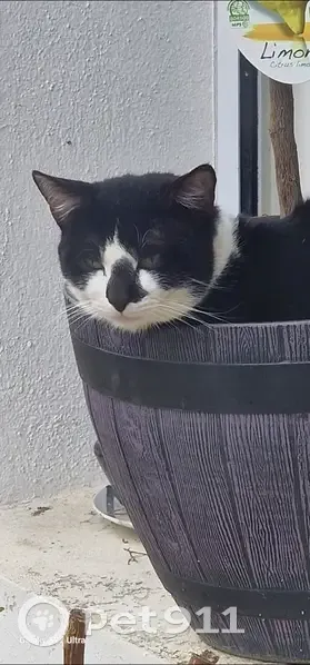 Chat noir et blanc perdu à Hiersac - photo