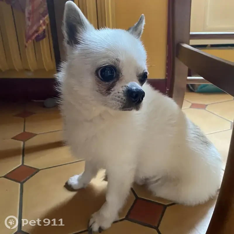 Chien perdu retrouvé à Pleurtuit - photo
