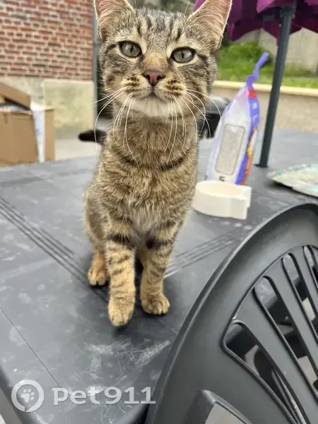 Chaton marron tigré trouvé - photo