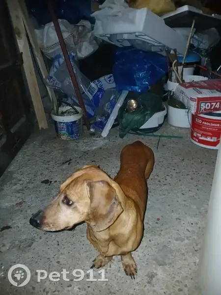 Teckel âgé trouvé à Chilly-le-V. - photo