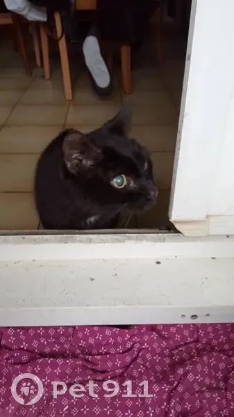 Chatte noire aveugle et sourde trouvée - photo