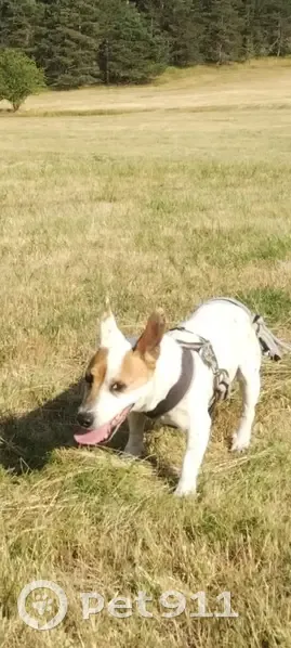 Jack Russell perdu à Séranon - photo