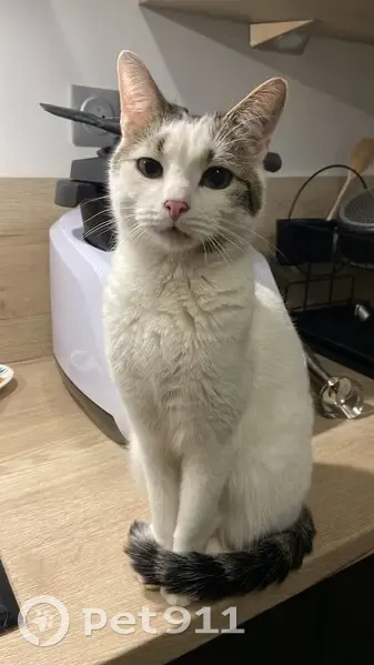 Chat d'appart perdu à Épinal - photo