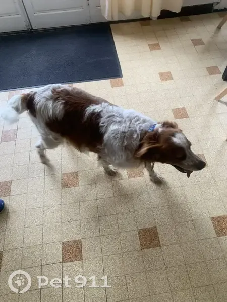 Chien perdu à Cabris retrouvé - photo