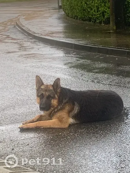 Chien berger perdu à Muret - photo