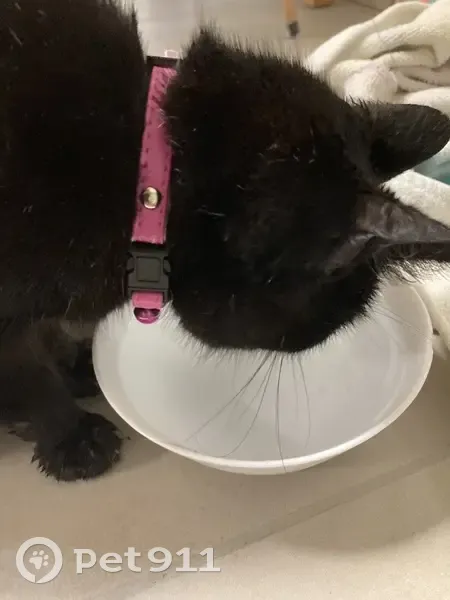 Chatte noire trouvée à Léognan - photo