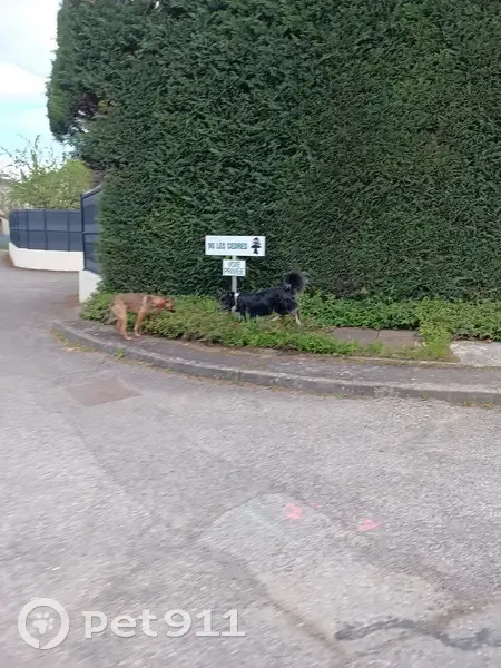 Deux chiens égarés à Brindas - photo