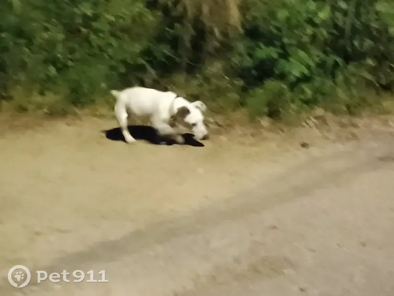 Chien Jack Russel malade trouvé - photo