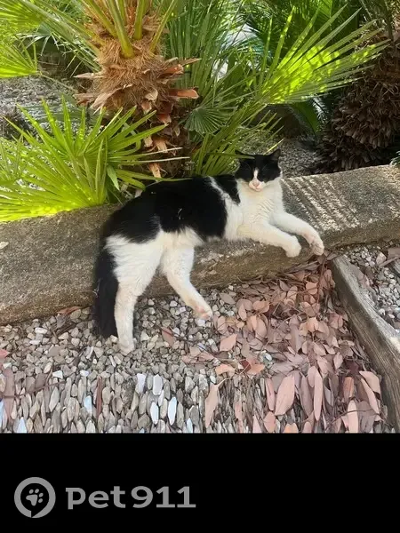 Chatte bicolore perdue à Cannes - photo