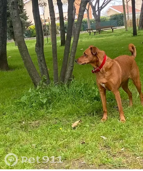 Chienne rousse perdue à Toulouse - photo