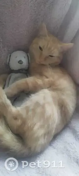 Snoopy, chat roux perdu à Bachy - photo