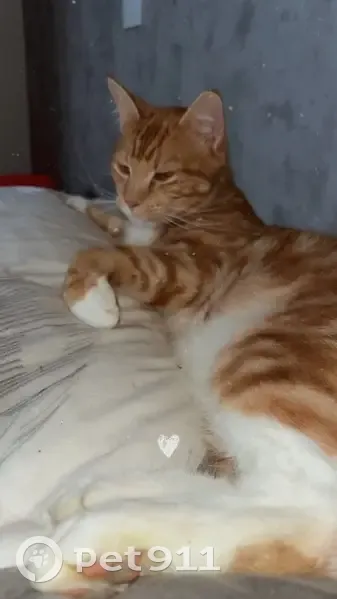 Chat Loucky disparu - Roux/Blanc - photo