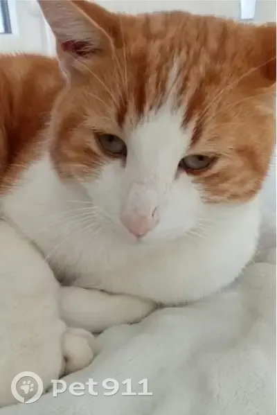 Chat tigré perdu à Rumilly - photo