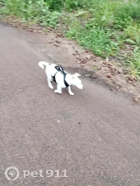 Petit chien blanc perdu à Paris - photo
