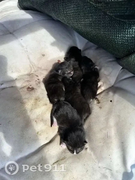 Chatte et chatons trouvés à Tourriers - photo