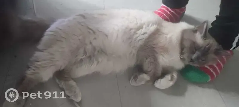 Chat perdu retrouvé à Paris 29 - photo
