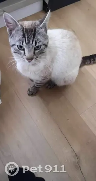 Chat siamois mâle trouvé à Asnières - photo