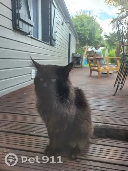 Chat noir perdu, sociable - photo