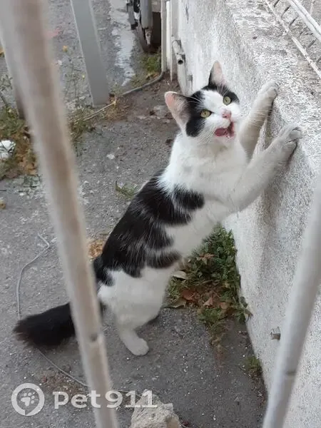 Chaton noir et blanc trouvé à Sète - photo