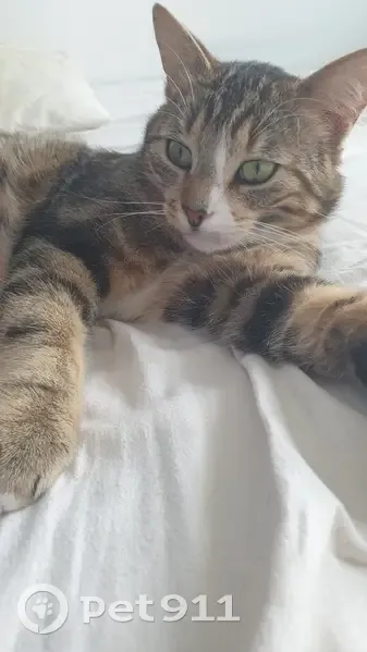 Chat perdu: Mâle pucé, leucose, Valambray - photo