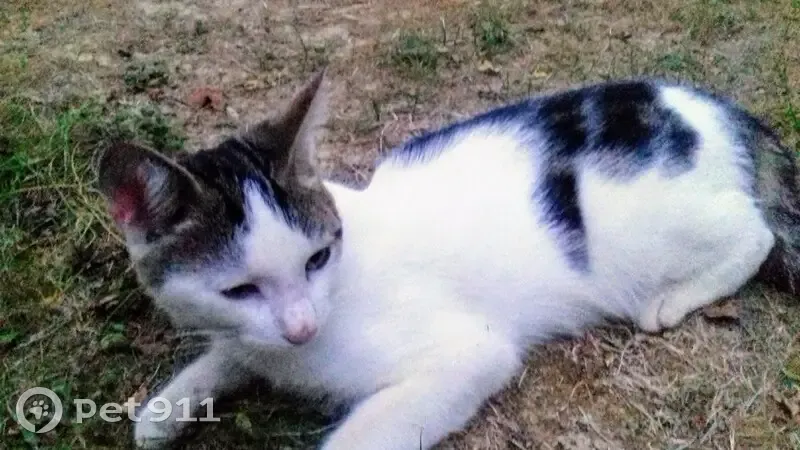 Chat blanc/gris perdu à Trélazé - photo